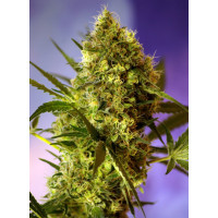 Big Devil №2 Auto - Sweet Seeds, 3+1