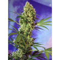 Big Devil Auto - Sweet Seeds, 3+1