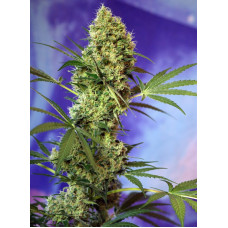 Big Devil Auto - Sweet Seeds, 5+2