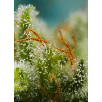 Big Devil XL Auto - Sweet Seeds, 3+1