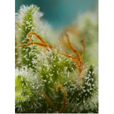 Big Devil XL Auto - Sweet Seeds, 5+2