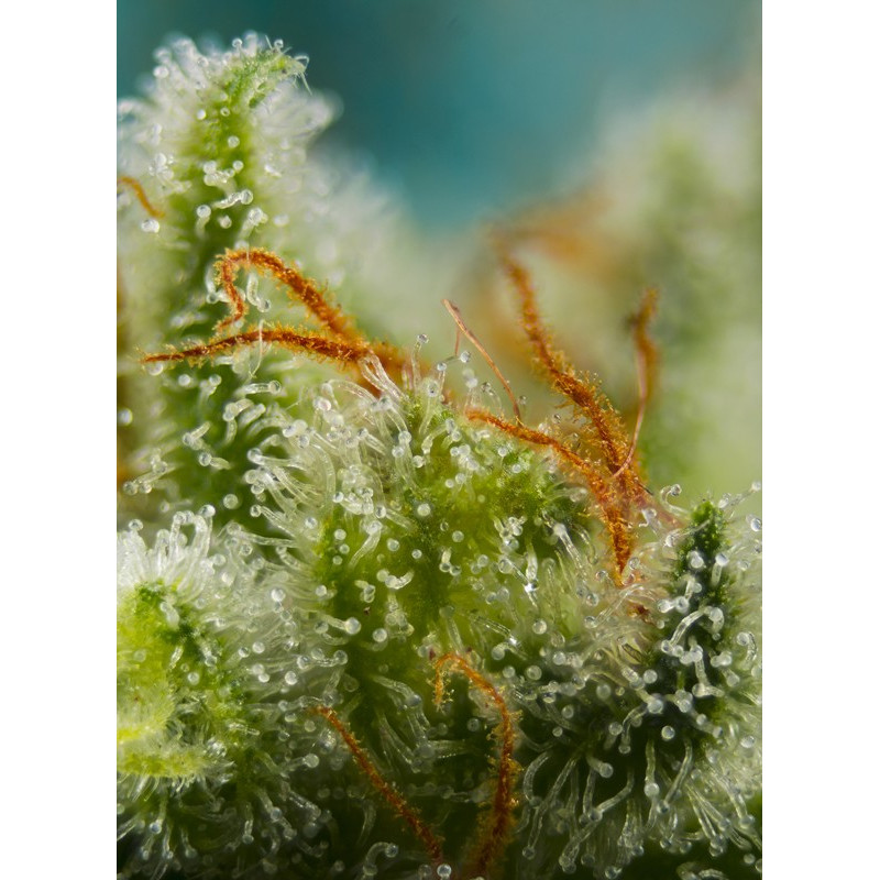 Big Devil XL Auto - Sweet Seeds, 3+1