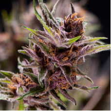 Black Cherry Punch - Pyramid, 3+1