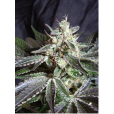 Black Jack F1 Fast Version - Sweet Seeds, 5+2
