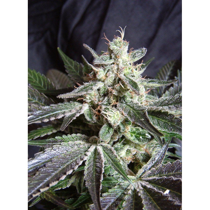 Black Jack F1 Fast Version - Sweet Seeds, 5+2