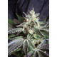 Black Jack F1 Fast Version - Sweet Seeds, 5+2