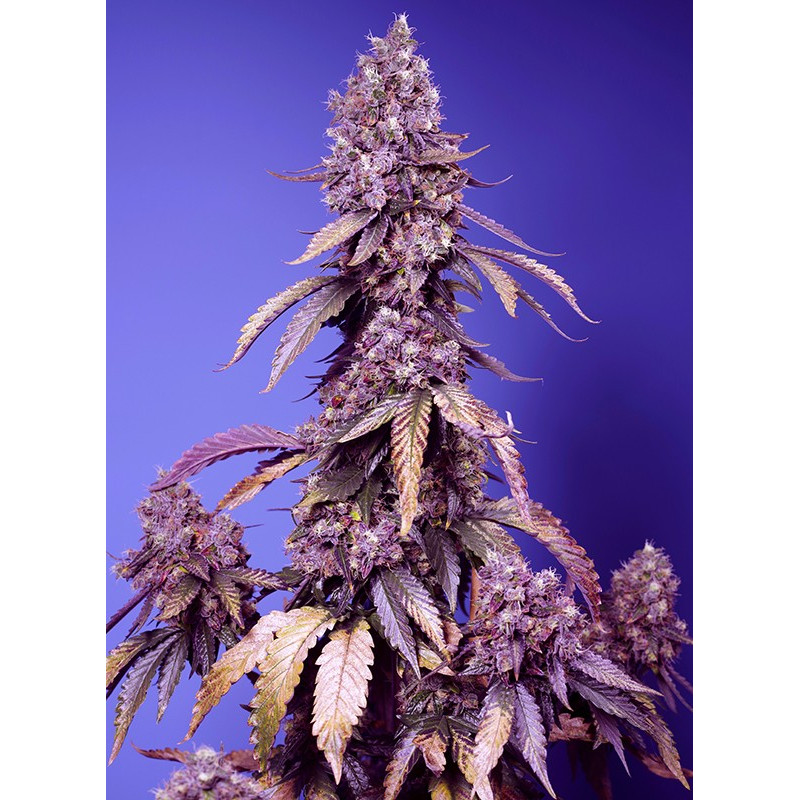 Black Muffin F1 Fast Version - Sweet Seeds, 3+1