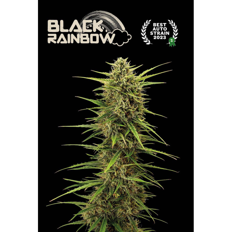 Black Rainbow Auto - Seed Stockers, 5