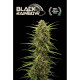 Black Rainbow Auto - Seed Stockers, 5