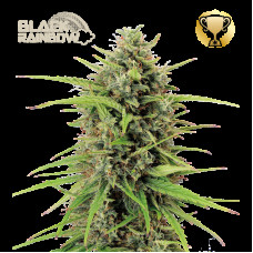 Black Rainbow Auto - Seed Stockers, 5