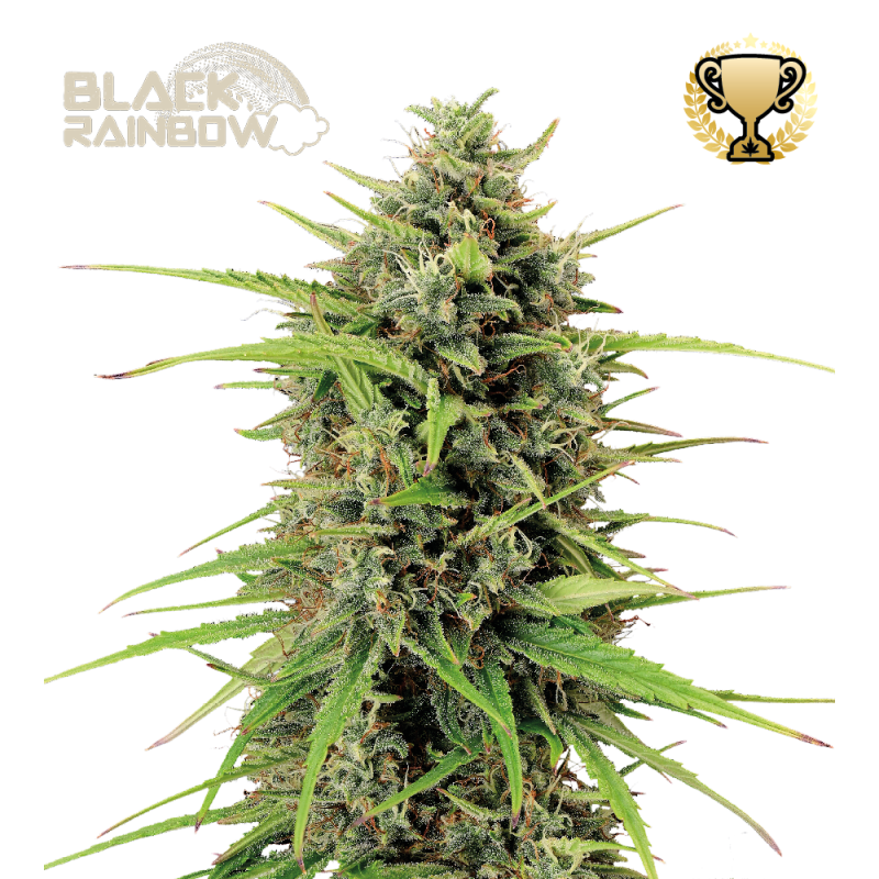 Black Rainbow Auto - Seed Stockers, 5