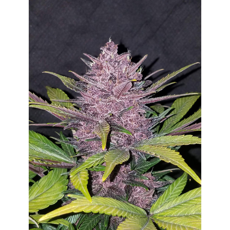Blackberry Auto - Fast Buds, 3