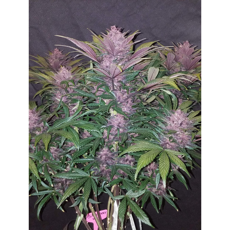 Blackberry Auto - Fast Buds, 3
