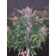 Blackberry Auto - Fast Buds, 3