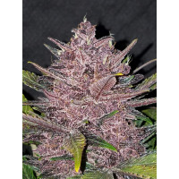 Blackberry Auto - Fast Buds, 3