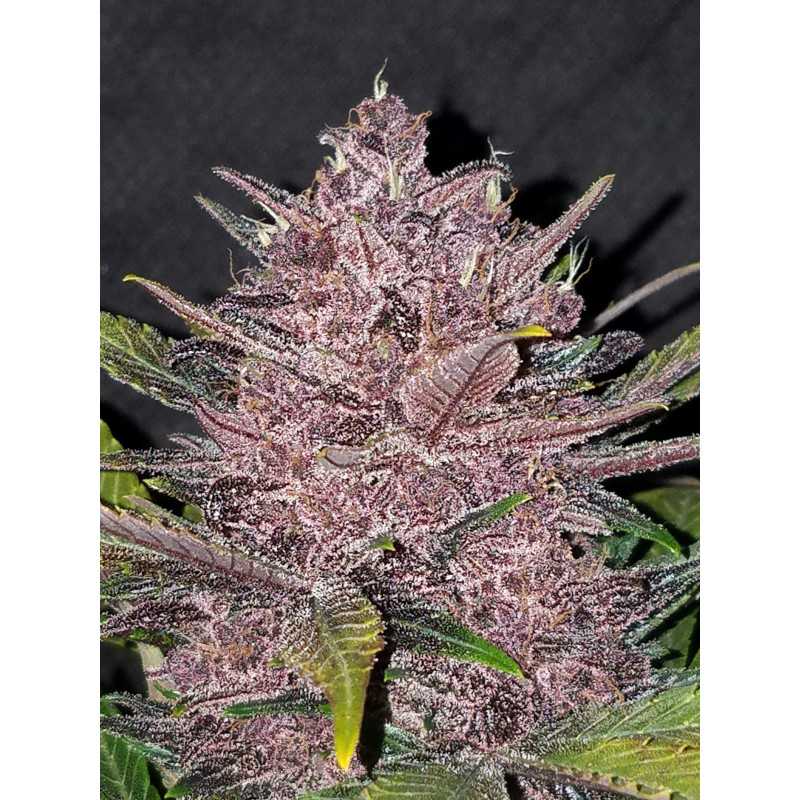Blackberry Auto - Fast Buds, 3