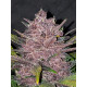Blackberry Auto - Fast Buds, 3