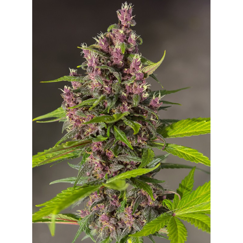Bloody Skunk Auto - Sweet Seeds, 3+1