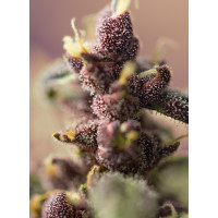 Bloody Skunk Auto - Sweet Seeds, 3+1