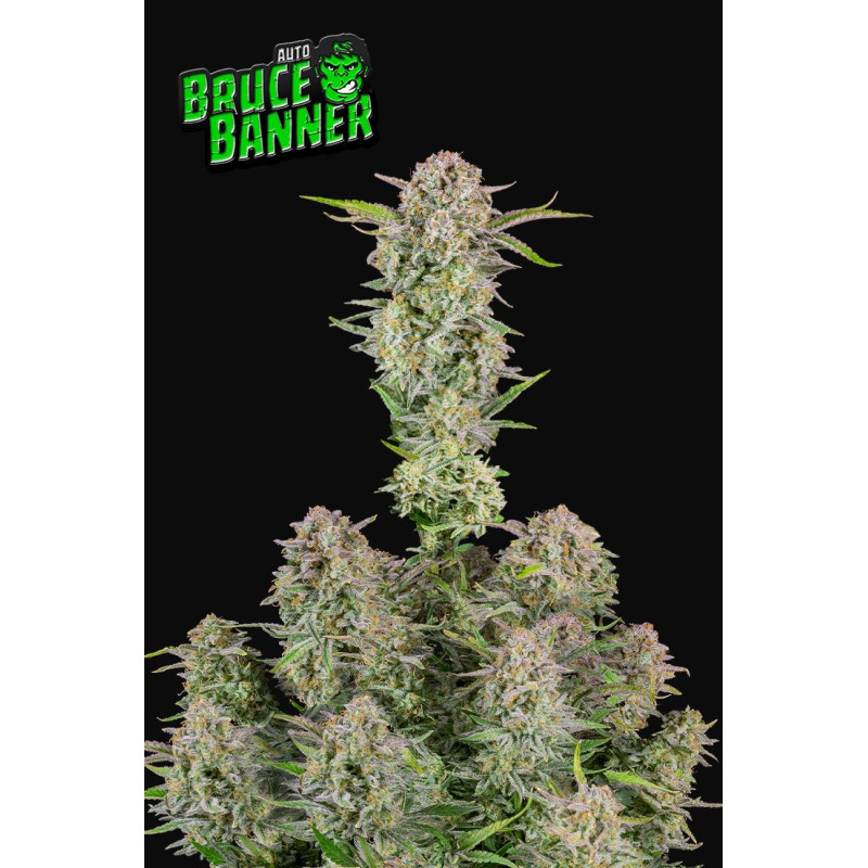 Bruce Banner Auto - Fast Buds, 50