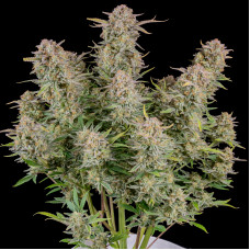 Bruce Banner Auto - Fast Buds, 50