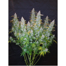 Californian Snow Auto - Fast Buds, 3