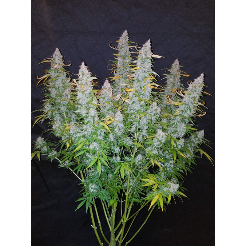 Californian Snow Auto - Fast Buds, 3