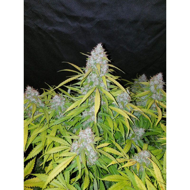 Californian Snow Auto - Fast Buds, 3