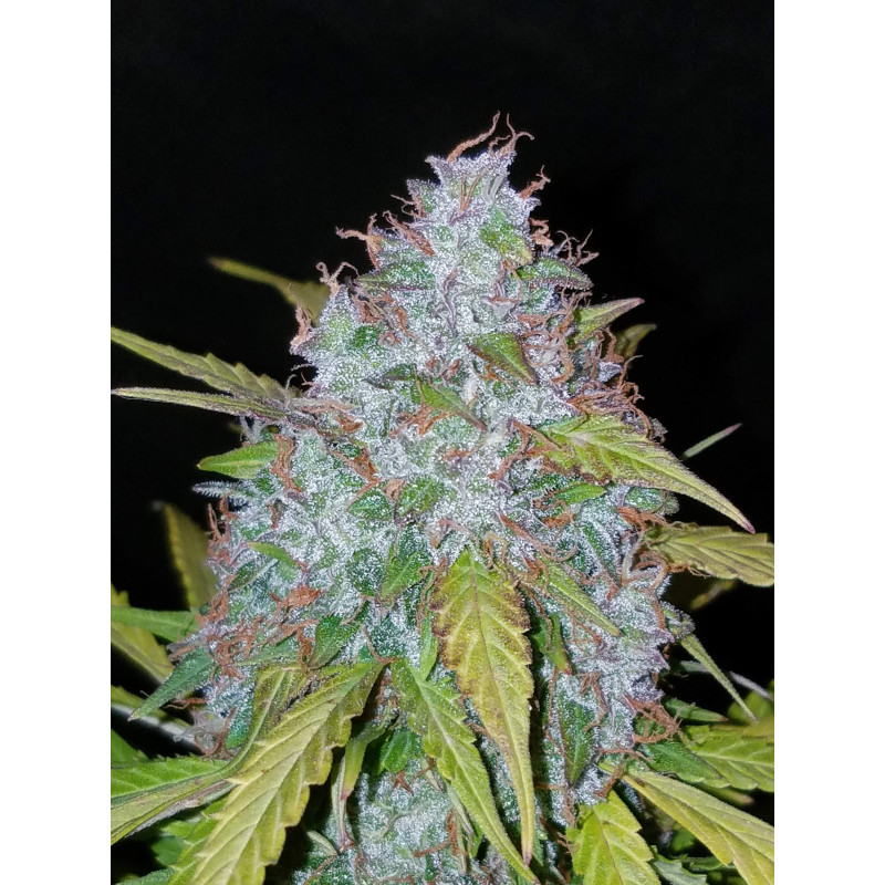 Californian Snow Auto - Fast Buds, 3