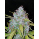 Californian Snow Auto - Fast Buds, 3