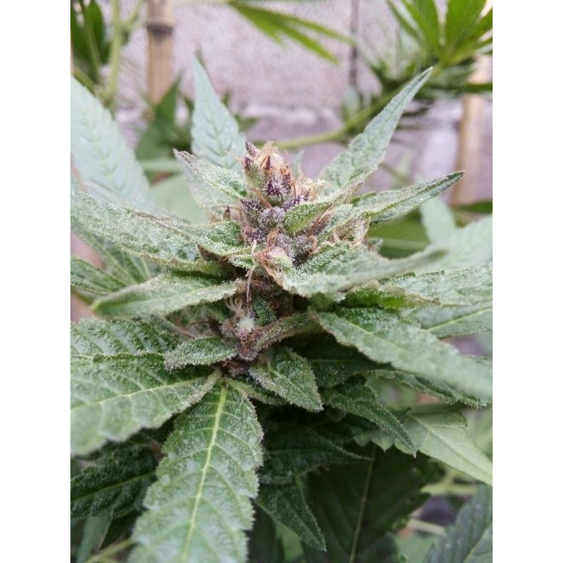 Caramelo - Delicious, 10