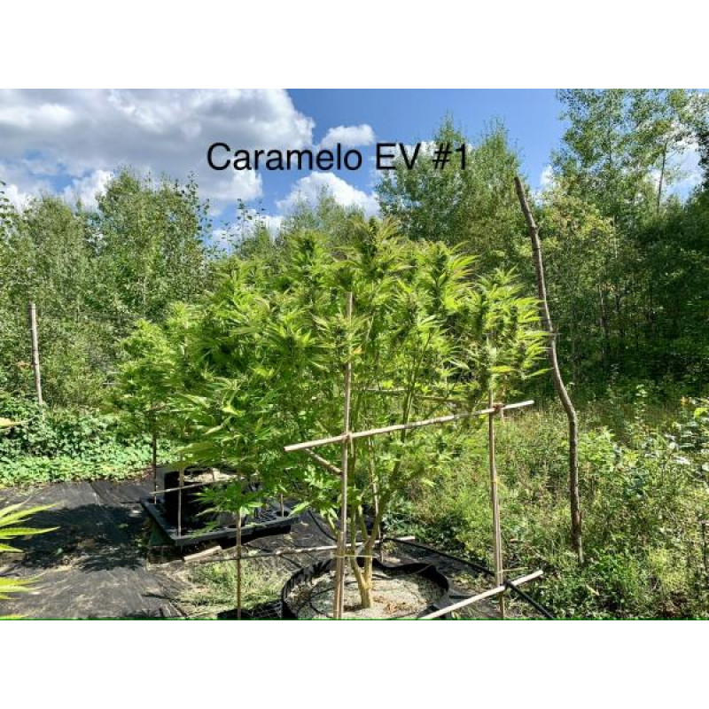 Caramelo Early Version - Delicious, 3