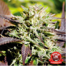 Caramelo Regular - Delicious, 7