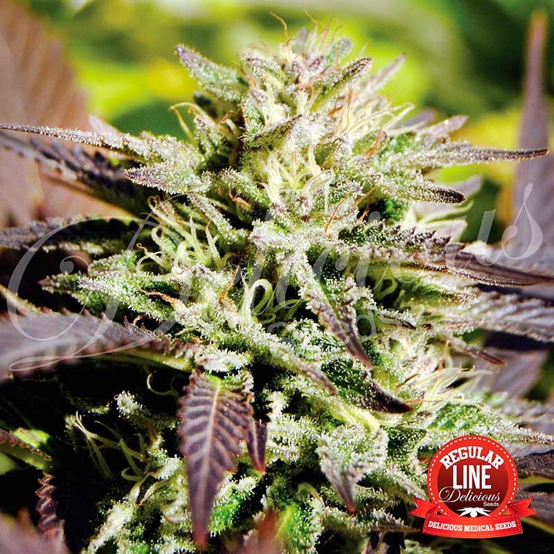 Caramelo Regular - Delicious, 15