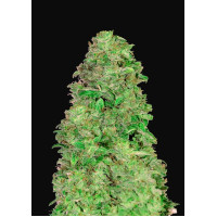 CBD Auto 20:1 - Fast Buds, 3