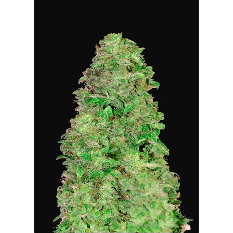 CBD Auto 20:1 - Fast Buds, 3