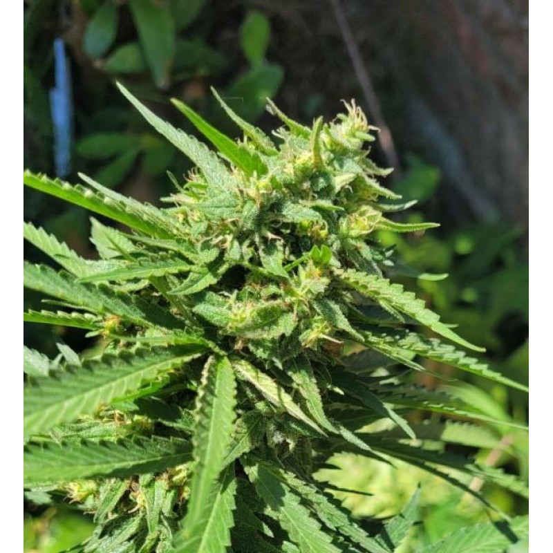 CBD Jam - Delicious, 3