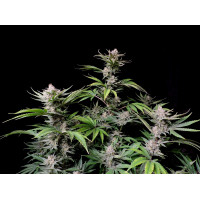 Cherry Cola Auto - Fast Buds, 5