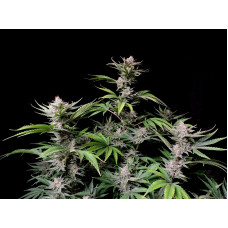 Cherry Cola Auto - Fast Buds, 5