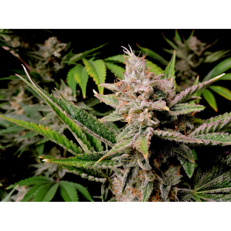 Cherry Cola Auto - Fast Buds, 50