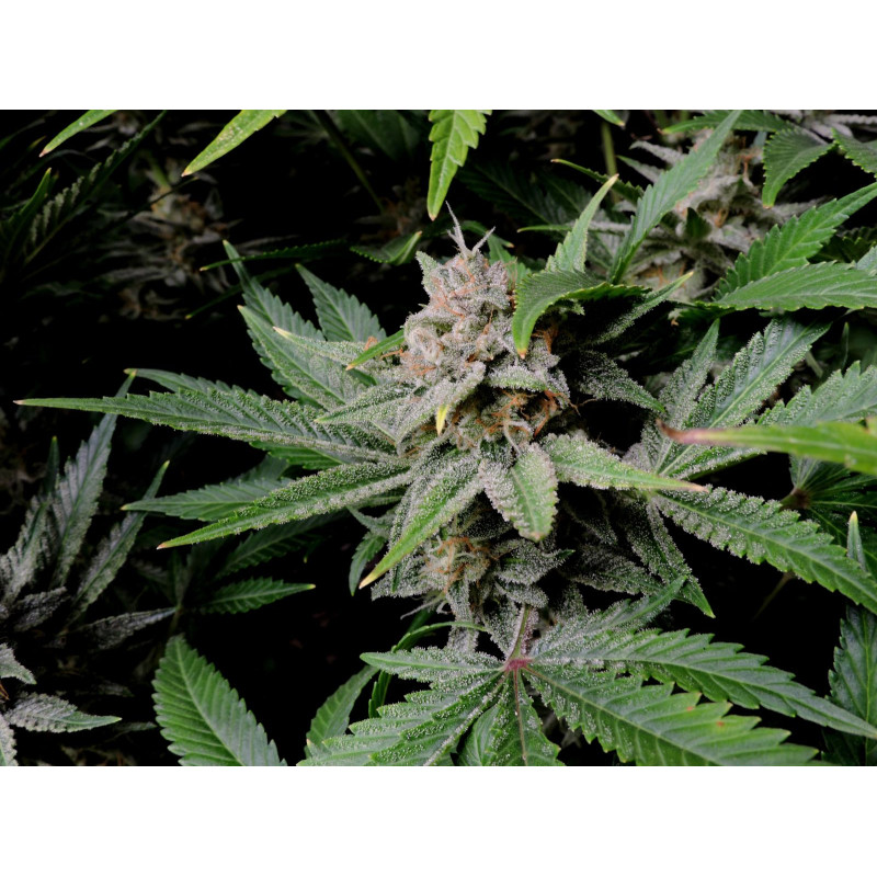 Cherry Cola Auto - Fast Buds, 50