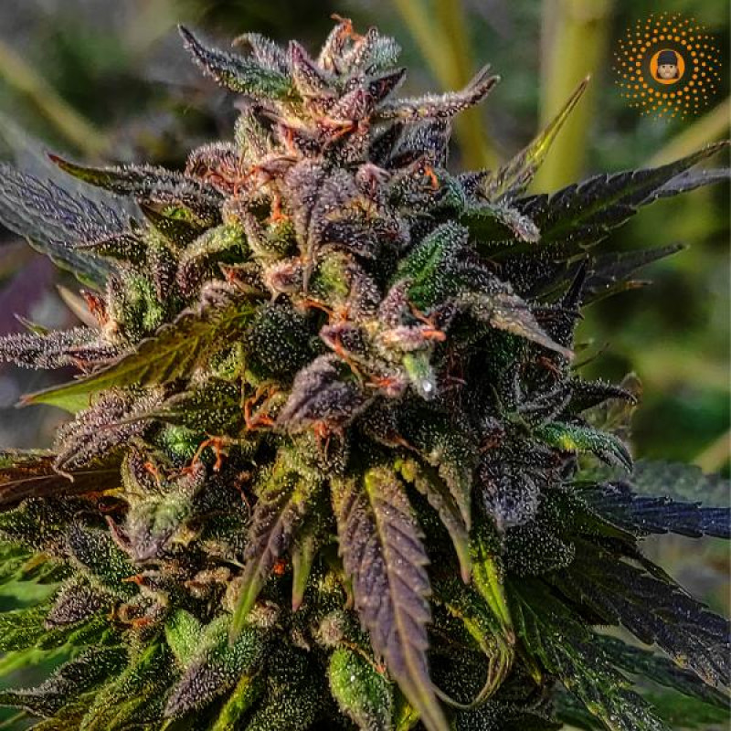 Chocobang - Delicious, 10