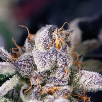 Cookies USA - Pyramid, 3+1