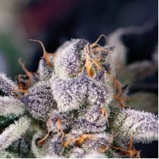 Cookies USA - Pyramid, 5+2