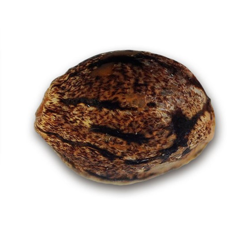 Cotton Candy Kush - Delicious, 3+1