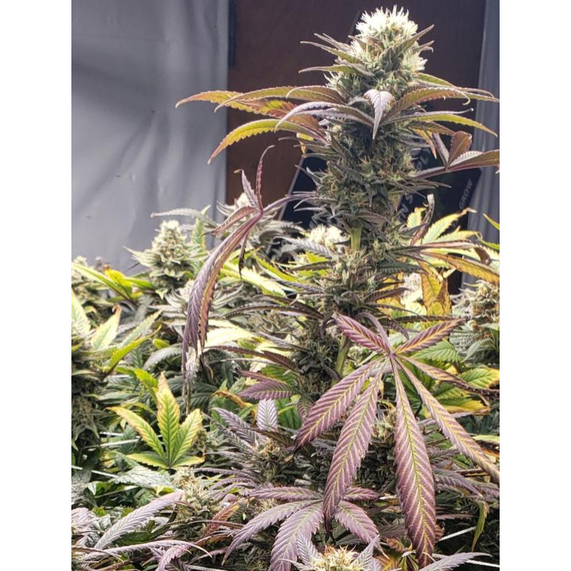 Cotton Candy Kush - Delicious, 3+1