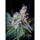 Cream Caramel F1 Fast Version - Sweet Seeds, 5+2