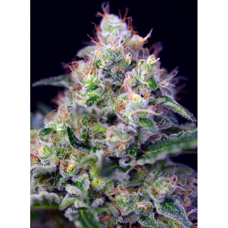 Cream Caramel - Sweet Seeds, 3+1