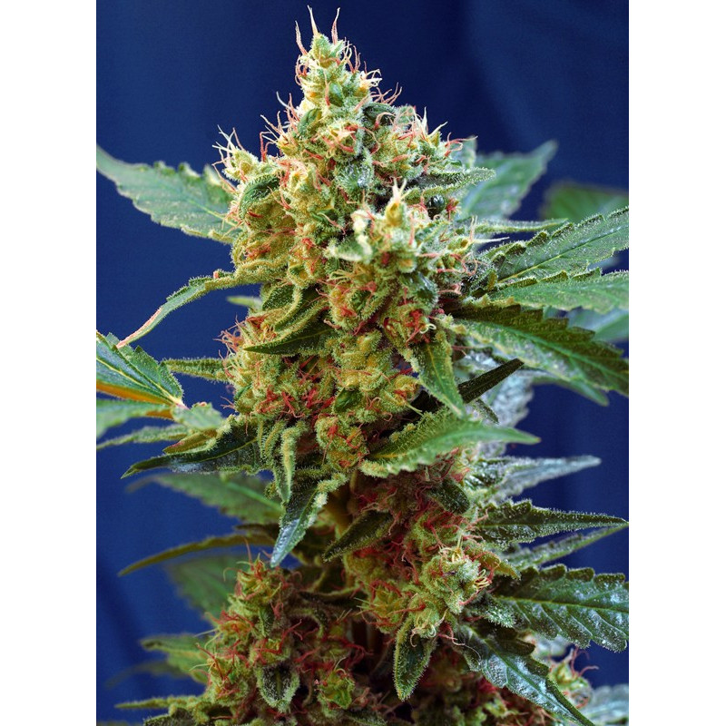 Cream Mandarine XL Auto - Sweet Seeds, 3+1