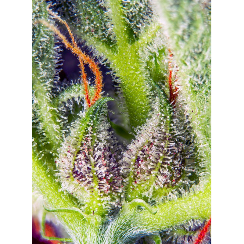 Cream Mandarine XL Auto - Sweet Seeds, 3+1